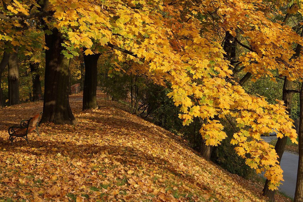 Parki Krakowa. Park jesienią